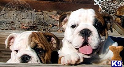 English Bulldog Puppies